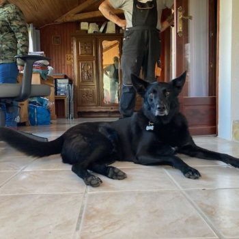 Le chien noir de Cath et Pete