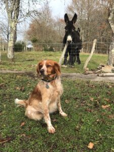 Apprendre l'anglais chez une famille avec des animaux