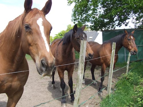 Les familles d'accueil reçoivent des adolescents à la ferme