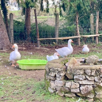 une semaine d'immersion chez des amoureux des animaux