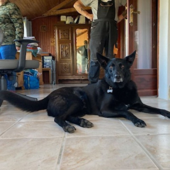 Le chien noir de Cath et Pete