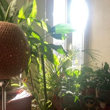 Un espace zen chez votre famille d'accueil près de Carcassonne