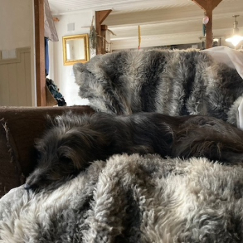 famille d'accueil avec chiens